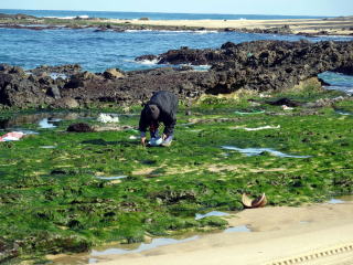 海藻取り