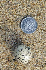 浜千鳥の卵